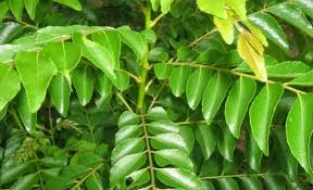 Curry leaves also contain iron. Sumber Ilham Khasiat Daun Kari