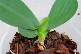 Hobi ini bermula sejak 26 tahun yang lepas. Cara Mengembangkan Orkid Dari Benih Di Rumah Adakah Mungkin Untuk Melakukan Ini Dan Bagaimana Untuk Menanam