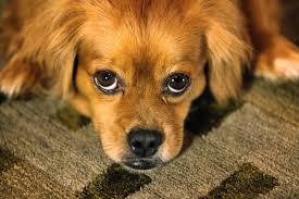removing pet odor from carpets