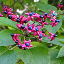 Image result for Clerodendrum tanganyikense