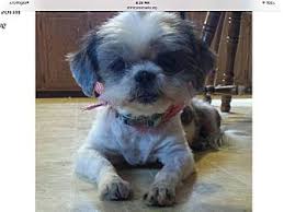 Game dogs for sale in kentucky. Lexington Ky Shih Tzu Meet Paisley A Dog For Adoption Dog Adoption Pets Shih Tzu