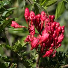 Image result for Schotia brachypetala