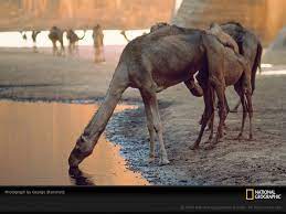 Camels do not store water in their humps. Pin On Where The Wild Things Are