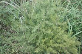 Image result for Asparagus schroederi