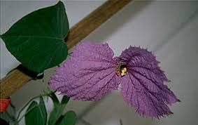 Image result for Dalechampia capensis