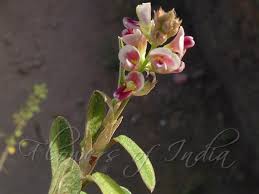 Image result for Alysicarpus