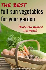 Your crops, property size, location, availability, and preference must all be taken into account. Best Full Sun Vegetables For Your Garden Earth Friendly Tips