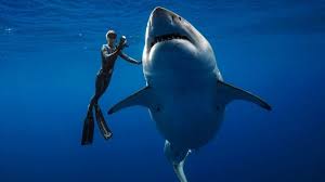 El tiburón blanco, de nombre científico carcharodon carcharias es un tipo de tiburón perteneciente a la orden lamniforme y familia lamnidae, al igual que el tiburón duende.estos peces están catalogados por la uicn (unión internacional para la conservación de la naturaleza) como vulnerables. Las Impactantes Imagenes De Un Grupo De Buzos Con Un Enorme Tiburon Blanco Bbc News Mundo