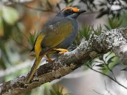 Image result for Eriosema flemingioides