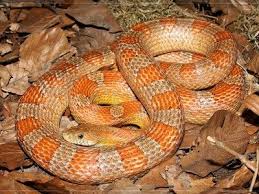 Black And Orange Striped Snake Florida Keys Corn Snake Adult With Images Corn Snake Rat Snake Snake