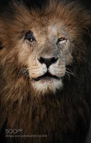 The netflix docuseries initially focuses on the subject's rise to fame as the star of his own internet reality show, but then transforms into a true crime series about murder, money, and manipulation. Scarface Chris Schmid Morges Switzerland Canon Eos 7d Mark Ii Animals Photo Nature Lion Pictures Creepy Animals Cat Anatomy
