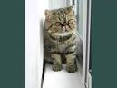 Bonniebluu British Shorthairs-Scottish Folds and Munchkin ...