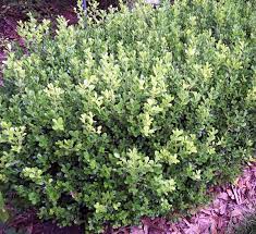 Pretty Japanese Boxwood Shrubs Home Interior Furniture Box Wood Shrub Japanese Boxwood Evergreen Shrubs