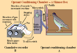 A Picture Of The Skinner Box His Way Of Testing His Theory Language Acquisition Theories Skinner Box Operant Conditioning