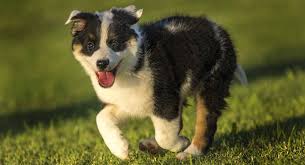 If this describes the next idea family member for your home, then browse our australian shepherd puppies for sale below! Texas Heeler The Australian Shepherd Australian Cattle Dog Mix