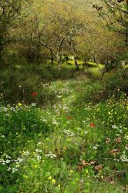 Meadow In The Woods Beautiful Nature Dream Garden Beautiful Gardens