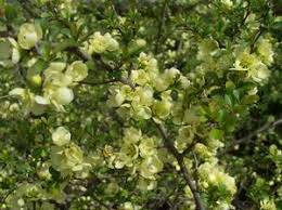 Image result for Chaenomeles japonica