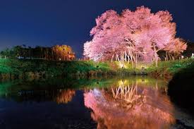 6 Spot Sakura Di Fukuoka Yang Wajib Dikunjungi Meskipun Hanya Satu Kali
