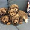 Teacup yorkie puppies for sale… the puppies in this litter are from akc registered parents and are also registered with the akc. 1