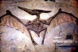 Pin By Mariel Ariana On Inspire Me Extinct Animals Dinosaur Fossils Prehistoric Animals