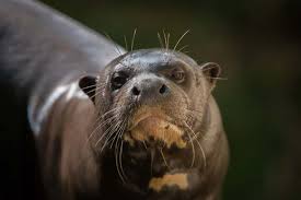 Giant otters are excellent hunters. Giant River Otter Facts Critterfacts