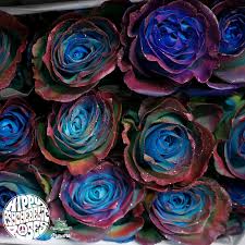Jet fresh flowers imports and distributes the best flowers sourced from all around the world. First Ever Hippy Psychedelic Roses Love In At Jet Fresh Flowers Thursd