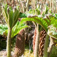 Image result for Gunnera