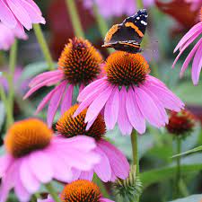 The purple coneflower (echinacea purpurea) adds beauty to the garden as it feeds the pollinators and eventually the american goldfinch (spinus tristis) takes advantage of the plentiful the american goldfinches (spinus tristas) like to eat the purple coneflower seeds when they mature in late summer. Purple Coneflower Prairie Seed Savers Exchange