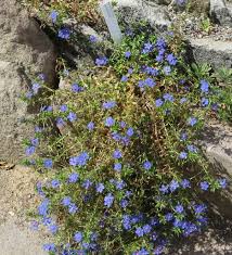 Image result for Anagallis kochii