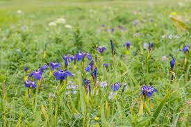 Image result for Zornia setosa