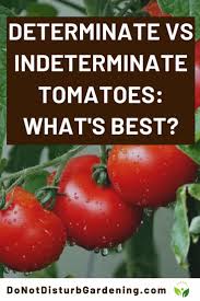 Indeterminate tomatoes, on the other hand, will continue and grow and produce fruit throughout the growing season. How To Tell The Difference Between Determinate And Indeterminate Tomatoes Do Not Disturb Gardening Types Of Tomatoes Organic Plants Cherry Tomato Plant