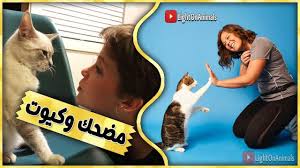 قطط مضحكة جدا اضحك مع القطط حتي البكاء 6