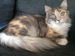 A complete medical history is an important part of diagnosing anemia. Cerebellar Hypoplasia In Cats Pawesome Cats