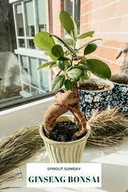 Plant Care How To Grow A Ginseng Bonsai Plants Ficus Ginseng Bonsai Bonsai Tree Care