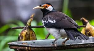 Kalau ingin melihat aneka jenis burung kicau suara nyaring terpopuler, silahkan lihat di posting sebelumnya ya. Makanan Wajib Dan Tambahan Untuk Jalak Suren Agar Rajin Bunyi Hobi Burung