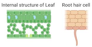 Check spelling or type a new query. Why Do Root Hair Cells Not Have Chloroplasts Biology Quiz In 2021 Plant Cell Organelles Root