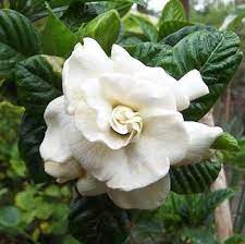 Gardenia Jasminoides Aimee Yoshida Large 5 8 Ft Tall 3 6 Ft Wide Early Spring Bloom Scent Garden Gardenia Fragrant Flowers