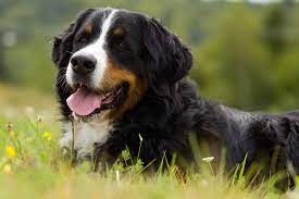 The common coat colors include black, black and white, and black and brown. Meet The Loveable Bernedoodle Bernese Mountain Dog Poodle Mix Animalso
