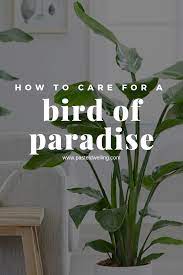 How To Care For A Bird Of Paradise Houseplant Paradise Plant Birds Of Paradise Plant Indoor Plant Care
