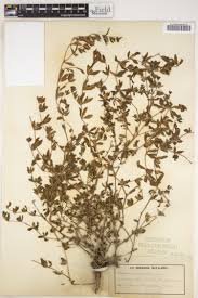 Image result for Blepharis involucrata