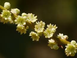 Image result for Gouania tiliifolia