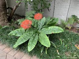 Image result for Scadoxus membranaceus