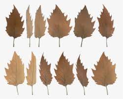 Spotless and beautiful, these tile 1000x1000 are the future. Daun Png Images Free Transparent Daun Download Kindpng