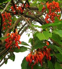 Image result for Erythrina falcata