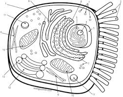 Check spelling or type a new query. Cell Coloring Animal Bee