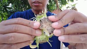 Cara menanam bunga matahari sebenarnya tidak hanya bisa dilakukan oleh petani yang sudah berpengalaman namun masyarakat biasa pun bisa melakukan budidaya tanaman ini. Panen Kwaci Biji Bunga Matahari Lemon Queen Sunflower Youtube