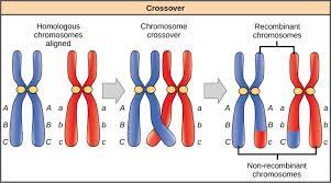 Homologous Chromosome Two Chromosomes Of The Same Type Are Found In Each Somatic Cell