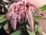 Blue Chilean Rose Tarantula
