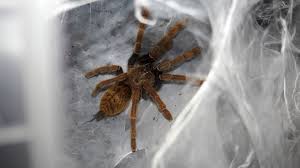 Eine so genannte weißknie vogelspinne (acanthoscurria wasser oder wodka? Vogelspinne Wie Vogelspinnen Nachwuchs Bekommen Radiomikro Horen Br Kinder Eure Startseite