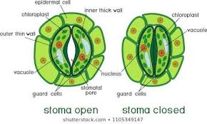Maybe you would like to learn more about one of these? Draw A Labelled Diagram Of Stomata List Two Functions Of Stomata Brainly In